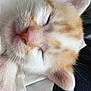 Clyde participe au concours pour gagner de l'argent avec cette photo : cat, kitten, sleeping, close_up, whiskers, orange, white, fur, animal, pet, cute, nap, face, pink_nose, ears, soft, cozy, resting, domestic_animal, indoor