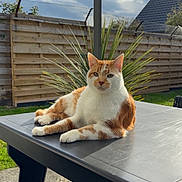 Clyde participe au concours pour gagner de l'argent avec cette photo : cat, orange_cat, white_cat, outdoor, table, fence, plant, sunlight, sky, cloud, grass, patio, relaxed, animal, pet, nature, daytime, garden, resting, domestic_cat