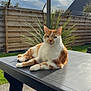 cat, orange_cat, white_cat, outdoor, table, fence, plant, sunlight, sky, cloud, grass, patio, relaxed, animal, pet, nature, daytime, garden, resting, domestic_cat
