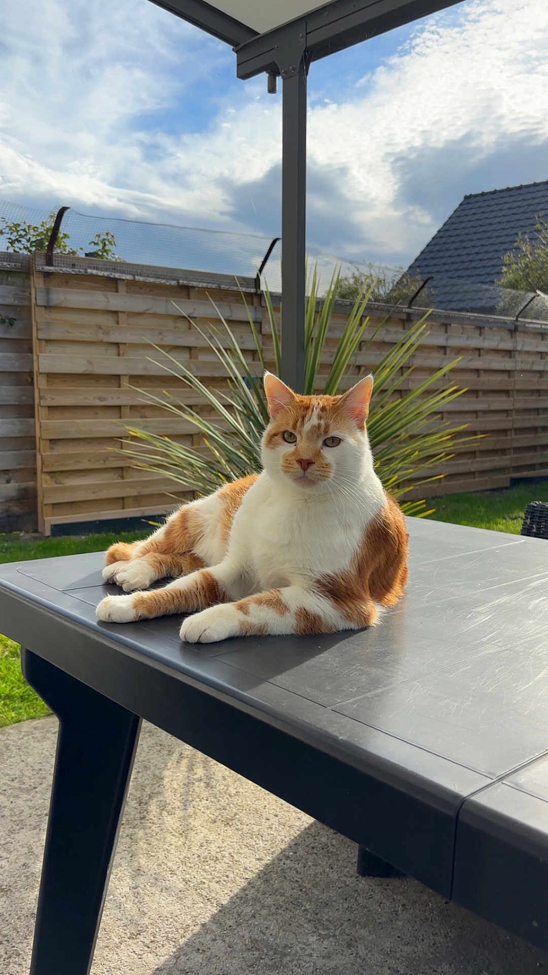 Clyde participe au concours pour gagner de l'argent avec cette photo : cat, orange_cat, white_cat, outdoor, table, fence, plant, sunlight, sky, cloud, grass, patio, relaxed, animal, pet, nature, daytime, garden, resting, domestic_cat