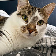 Bonnie participe au concours pour gagner de l'argent avec cette photo : cat, close_up, green_eyes, whiskers, fur, bed, blanket, striped_pattern, white_fur, brown_fur, relaxed, indoor, pet, animal, cute, face, ears, nose, comfort, cozy