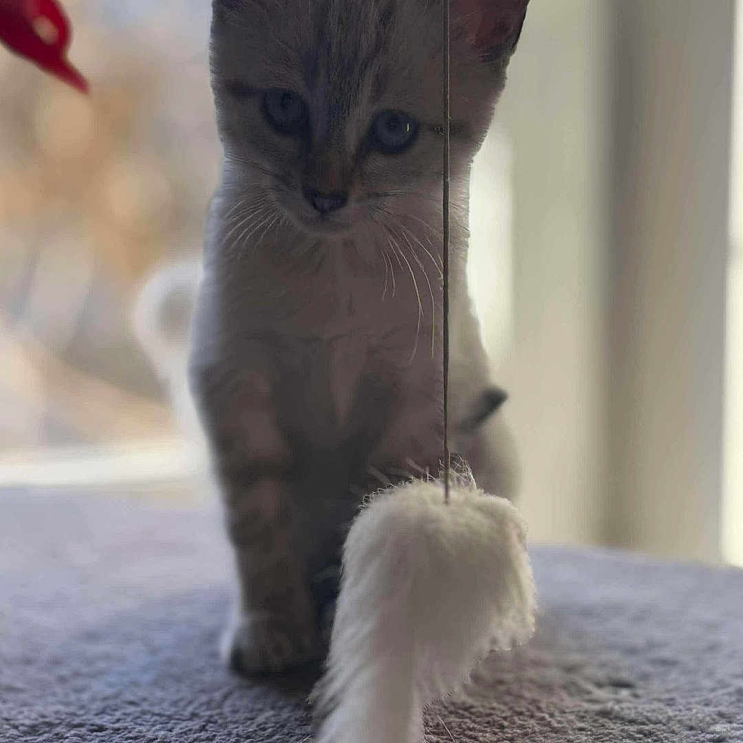Zélie