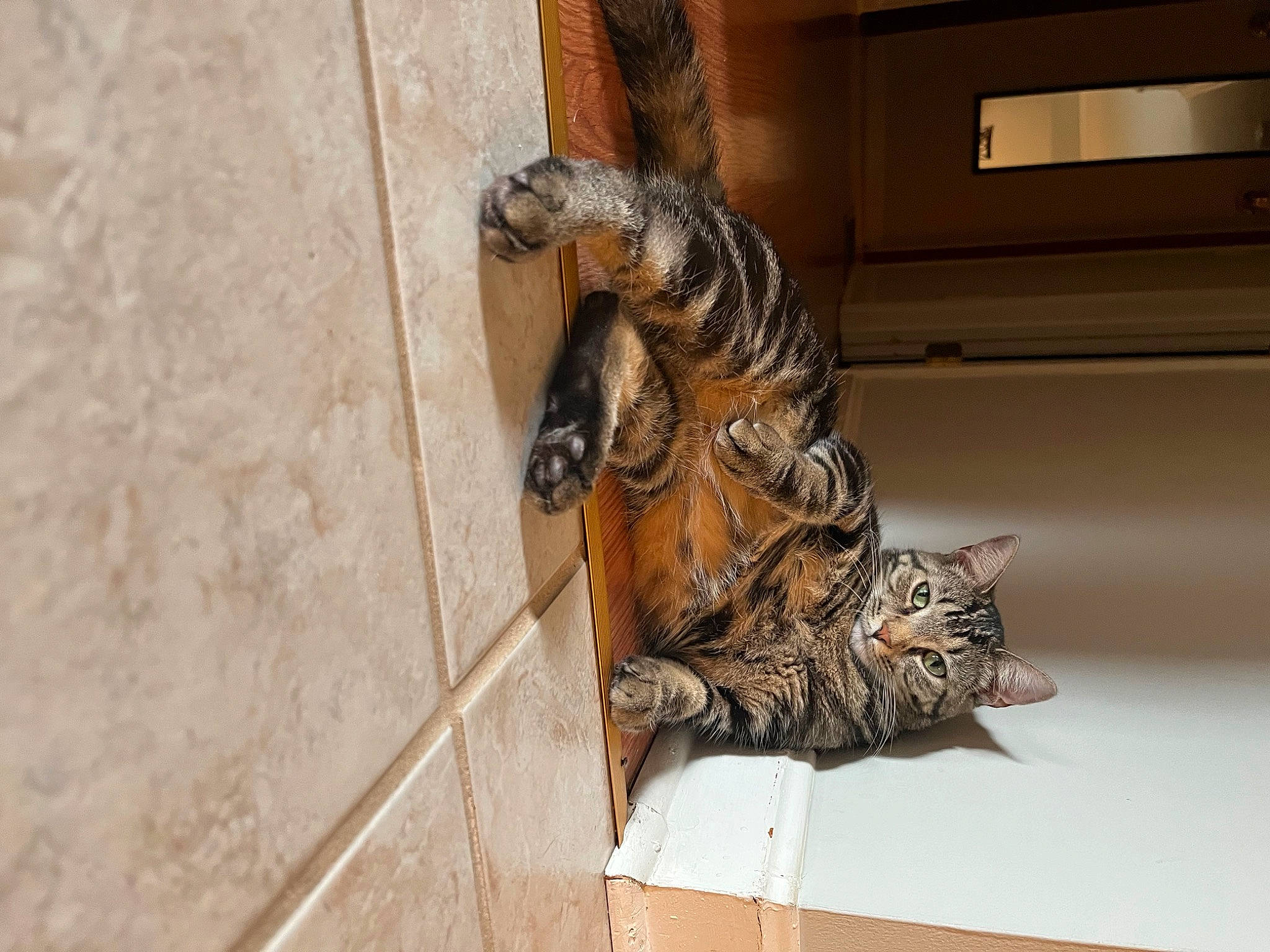 Jack is registered to the contest to win money with this photo: carnivore, cat, claw, domestic_short_haired_cat, door, felidae, flooring, fur, hardwood, metal, reptile, small_to_medium_sized_cats, tail, terrestrial_animal, whiskers, wildlife, window, wood