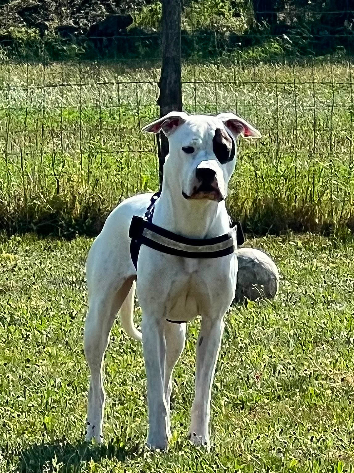 Roxie participe au concours pour gagner de l'argent avec cette photo : canidae, carnivore, collar, companion_dog, dog, dog_breed, dog_collar, dog_supply, fashion_accessory, giant_dog_breed, grass, grassland, groundcover, leash, pet_supply, plant, sporting_group, tail, tree, working_animal