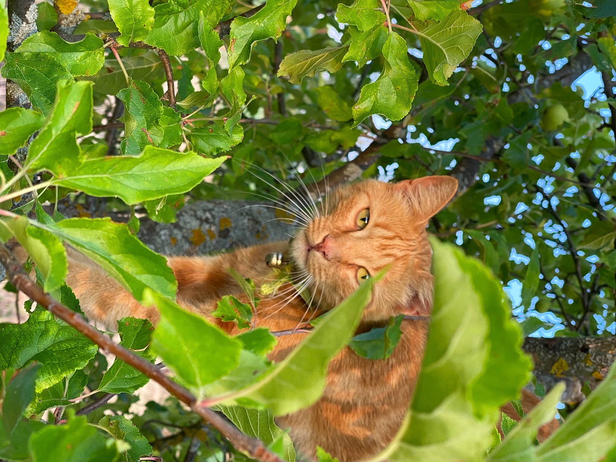 Bibi participe au concours pour gagner de l'argent avec cette photo : carnivore, cat, domestic_short_haired_cat, fawn, felidae, fur, grass, groundcover, plant, rodent, small_to_medium_sized_cats, snout, tail, terrestrial_animal, tree, trunk, twig, whiskers, wildlife, woody_plant