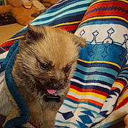Deku is registered to the contest to win money with this photo: puppy, dog, blanket, colorful, patterned, cute, tongue_out, fur, indoor, cozy, stuffed_toy, teddy_bear, living_room, soft, warm, small, pet, animal, snuggled, curious