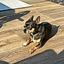 animal, black, brown, calm, collar, content, dog, ears, nature, outdoor, paws, pet, quiet, relaxing, resting, shadow, small_dog, sunlight, tan, wooden_floor