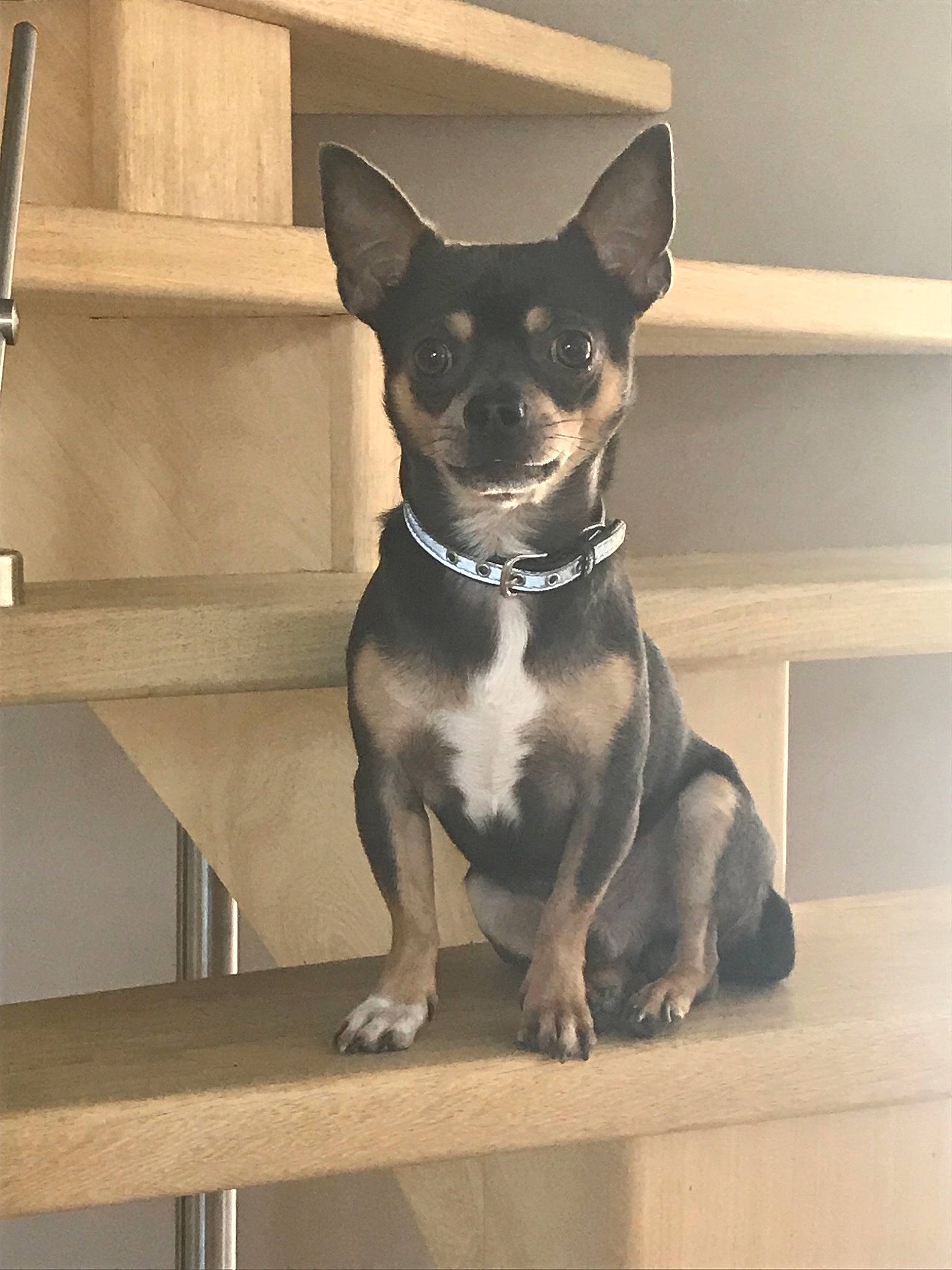 Mae participe au concours pour gagner de l'argent avec cette photo : australian_kelpie, canidae, carnivore, chihuahua, collar, companion_dog, dog, dog_breed, dog_collar, english_toy_terrier, fawn, mammal, miniature_pinscher, prazsky_krysarik, snout, sporting_group, teddy_roosevelt_terrier, toy_dog, vertebrate, whiskers