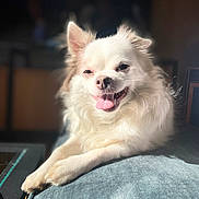 Rudy participe au concours pour gagner de l'argent avec cette photo : chihuahua, closeup, couch, cozy, dog, eyes, happy, indoor, long_hair, nose, paw, pet, portrait, relaxed, small_dog, smiling, sunlight, tongue_out, whiskers, white_fur