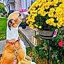 canine, colorful, concrete_path, curious, dog, domestic_animal, flower_pot, flowering_plant, garden, greenery, house, leash, nature, outdoor, pet, pink_leash, plants, side_view, spring, yellow_flowers