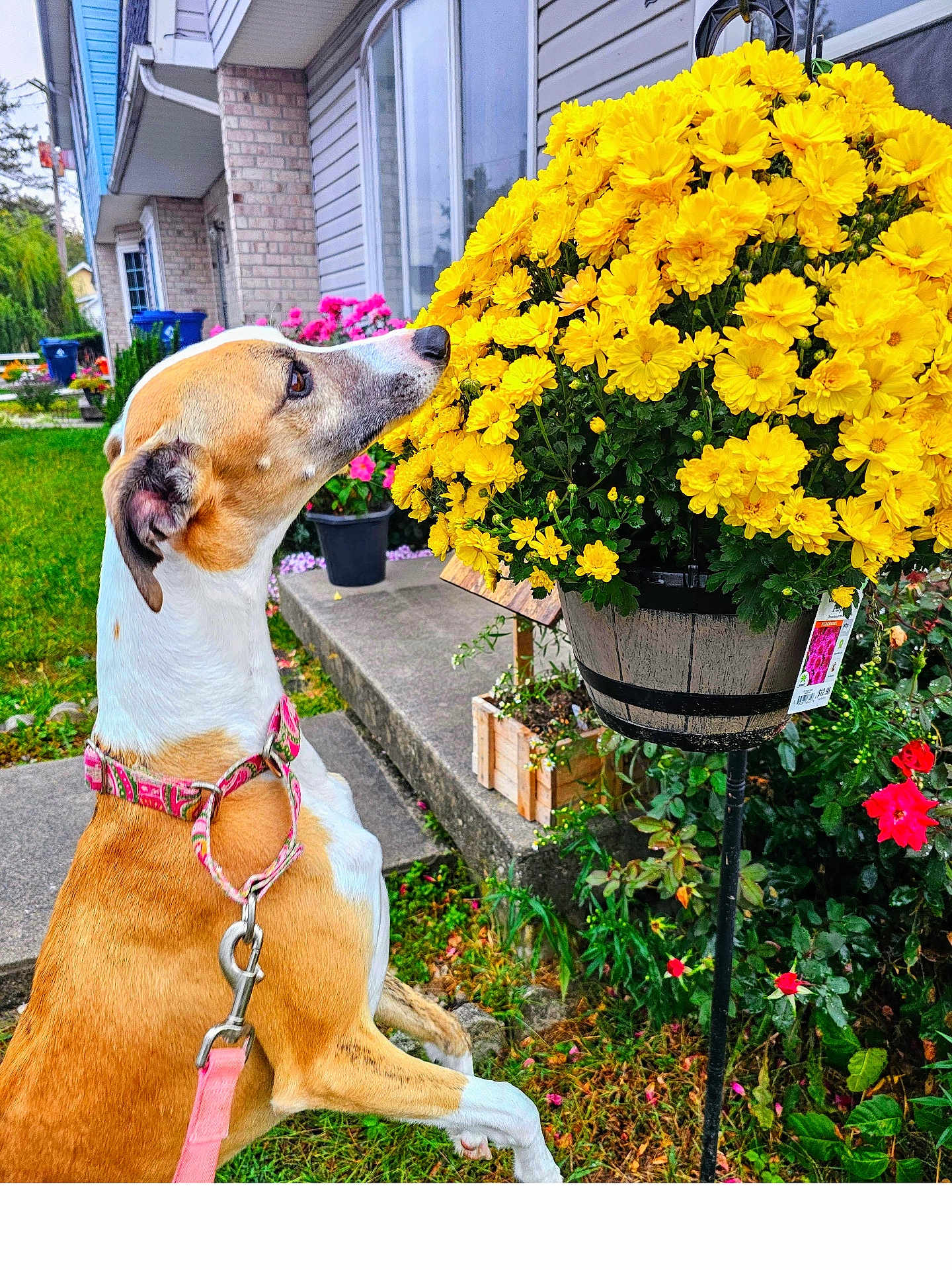 Dobby is registered to the contest to win money with this photo: dog, yellow_flowers, garden, leash, side_view, house, greenery, flower_pot, pink_leash, outdoor, plants, concrete_path, pet, curious, canine, nature, colorful, spring, domestic_animal, flowering_plant