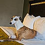 Dobby joined the competition — help win amazing prizes! dog, bed, pillow, blanket, indoor, pet, animal, resting, brindle, canine, furniture, sleepy, cozy, domestic, cute, relaxed, side_view, looking_away, white_pillow, brown_dog