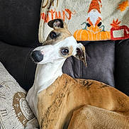 Dobby joined the competition — help win amazing prizes! dog, couch, pillow, blanket, indoor, pet, brown, white, curious, relaxed, cozy, fall, pumpkin, pattern, fur, ears, nose, comfort, domestic, animal