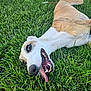 Dobby joined the competition — help win amazing prizes! dog, cat, grass, outdoor, pet, tongue_out, relaxed, sunlight, animal, playful, happy, lying_down, nature, fur, mammal, greenery, domestic_animal, summer, resting, companions