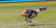 Dobby joined the competition — help win amazing prizes! dog, greyhound, racing, running, muzzle, grass, field, number_5, sport, outdoor, fast, canine, animal, speed, competition, athlete, track, jumping, brown, white