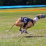 animal, athlete, brown, canine, competition, dog, fast, field, grass, greyhound, jumping, muzzle, number_5, outdoor, racing, running, speed, sport, track, white