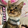 bed, bell, blurred_background, cat, close_up, collar, curious, face, feline, indoor, net_hammock, person, pet, plush_toys, poster, resting, room, tabby, wall, young_cat
