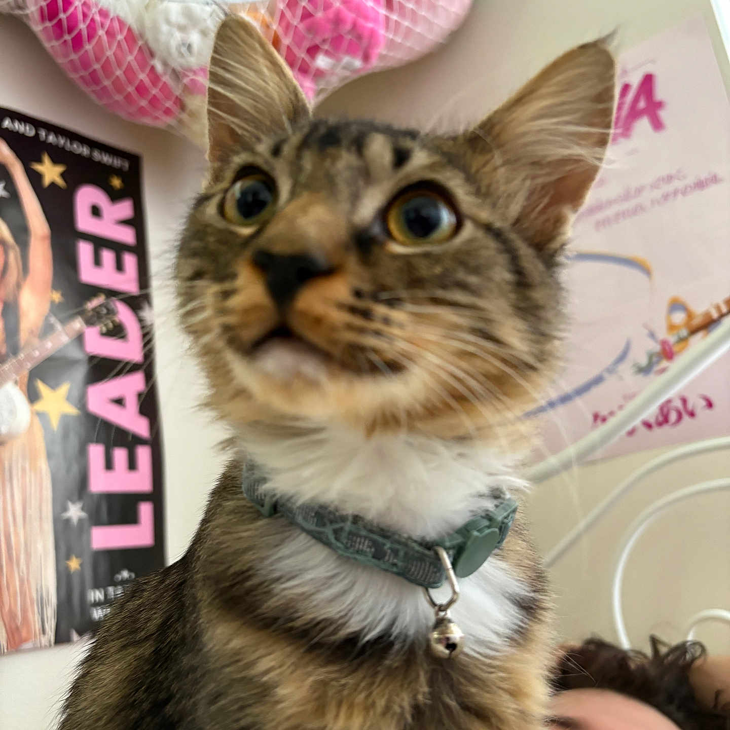Mr. Scrabble is registered to the contest to win money with this photo: bed, bell, blurred_background, cat, close_up, collar, curious, face, feline, indoor, net_hammock, person, pet, plush_toys, poster, resting, room, tabby, wall, young_cat