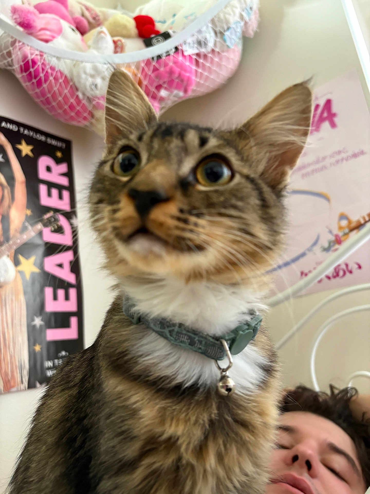 Mr. Scrabble is registered to the contest to win money with this photo: bed, bell, blurred_background, cat, close_up, collar, curious, face, feline, indoor, net_hammock, person, pet, plush_toys, poster, resting, room, tabby, wall, young_cat