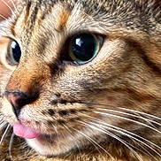 Tiny Diamond joined the competition — help win amazing prizes! cat, close_up, tongue_out, whiskers, fur, eyes, pet, animal, cute, mammal, tabby, face, domestic_cat, feline, portrait, soft_light, detail, expression, curious, nose