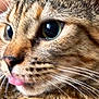 cat, close_up, tongue_out, whiskers, fur, eyes, pet, animal, cute, mammal, tabby, face, domestic_cat, feline, portrait, soft_light, detail, expression, curious, nose