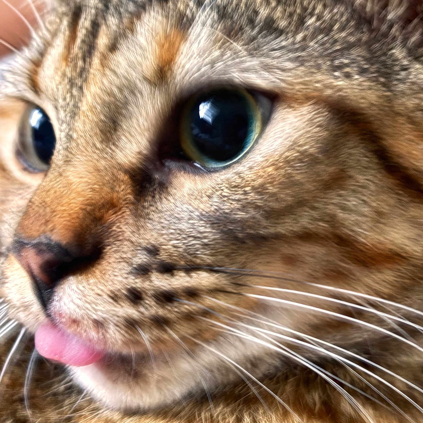 Tiny Diamond joined the competition — help win amazing prizes! animal, cat, close_up, curious, cute, detail, domestic_cat, expression, eyes, face, feline, fur, mammal, nose, pet, portrait, soft_light, tabby, tongue_out, whiskers