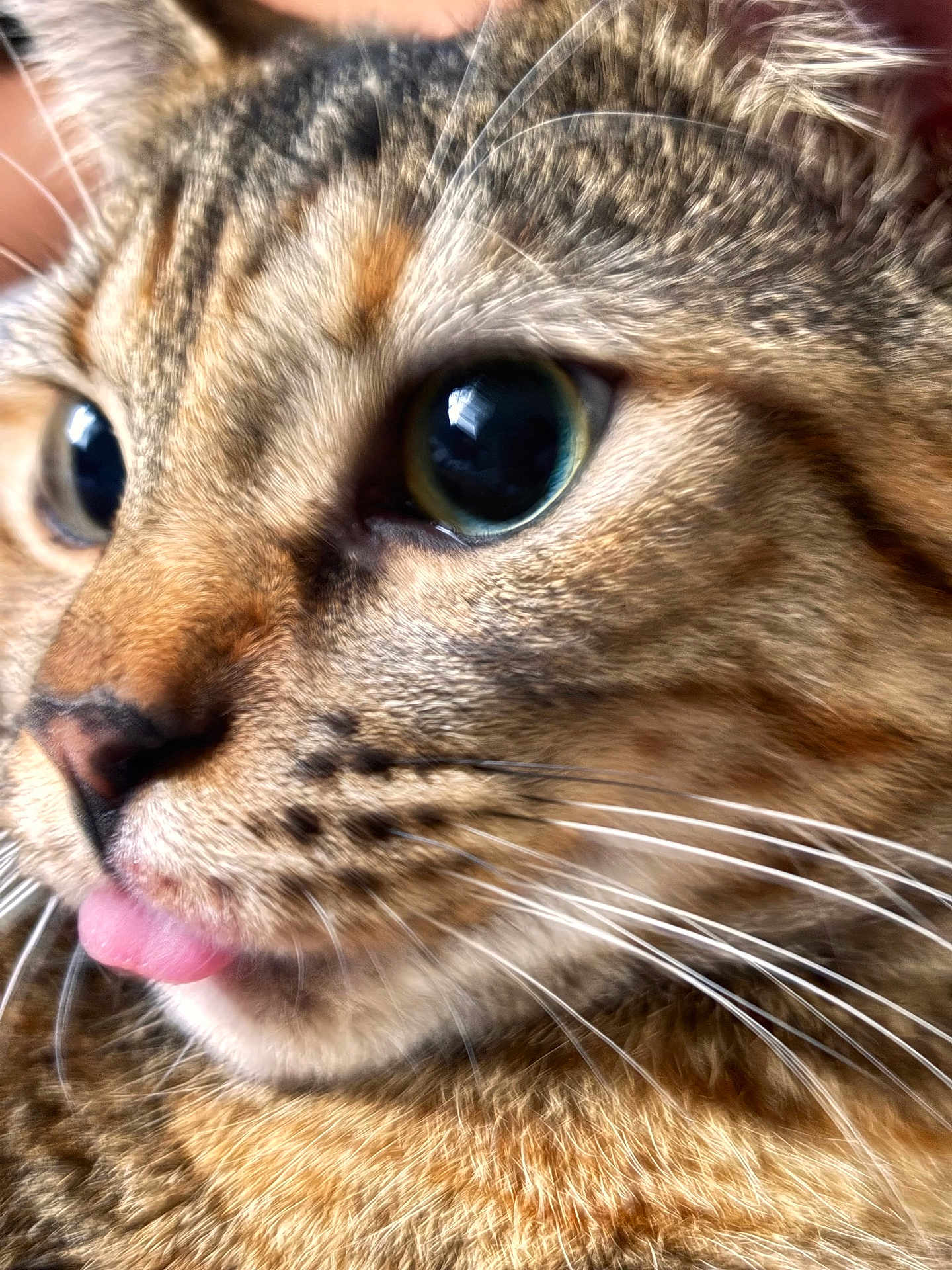Tiny Diamond joined the competition — help win amazing prizes! cat, close_up, tongue_out, whiskers, fur, eyes, pet, animal, cute, mammal, tabby, face, domestic_cat, feline, portrait, soft_light, detail, expression, curious, nose
