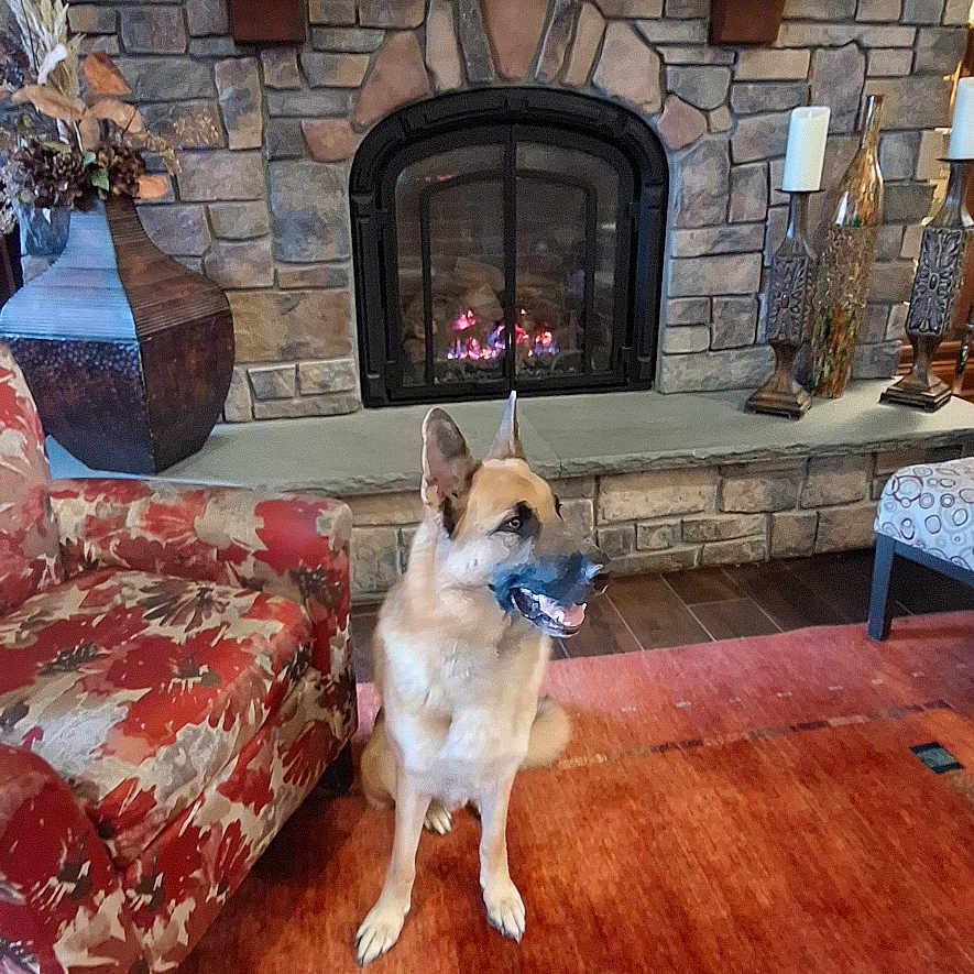 Ceaser joined the competition — help win amazing prizes! armchair, candles, cozy, decor, dog, fireplace, floor, furniture, german_shepherd, home, indoor, lantern, living_room, pet, red_rug, sitting, stone_wall, vase, warm, wooden_mantle