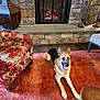 Ceaser is registered to the contest to win money with this photo: dog, german_shepherd, indoor, living_room, fireplace, rug, chair, patterned_furniture, stone_wall, wood_floor, pet, canine, home, decor, cozy, relaxed, animal, leash, smiling, furniture