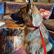 Ceaser joined the competition — help win amazing prizes! dog, german_shepherd, leash, indoor, carpet, couch, coffee_table, wood, furniture, staircase, lamp, decor, vase, plant, pillow, person, jeans, ripped_jeans, pet, animal