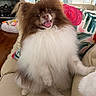 dog, pomeranian, fluffy, smiling, tongue_out, couch, pillows, living_room, indoor, pet, cute, happy, brown, white, fur, seat, cozy, home, animal, companion