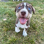 Cheerio is registered to the contest to win money with this photo: puppy, dog, blue_eyes, grass, outdoor, playful, happy, smiling, animal, canine, cute, pet, young_dog, nature, fur, muzzle, tongue, four_legs, close_up, background_blur