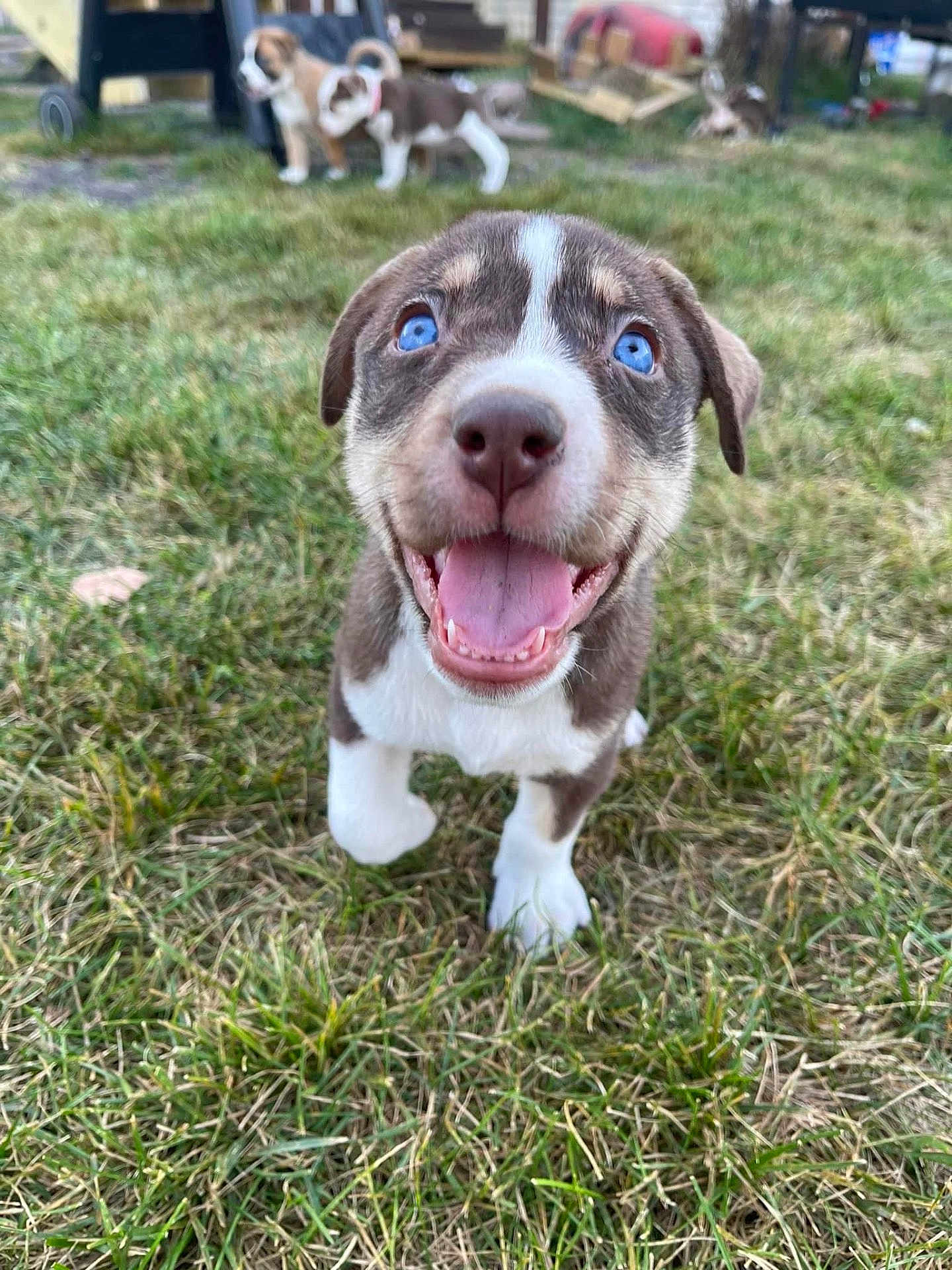 Cheerio is registered to the contest to win money with this photo: puppy, dog, blue_eyes, grass, outdoor, playful, happy, smiling, animal, canine, cute, pet, young_dog, nature, fur, muzzle, tongue, four_legs, close_up, background_blur