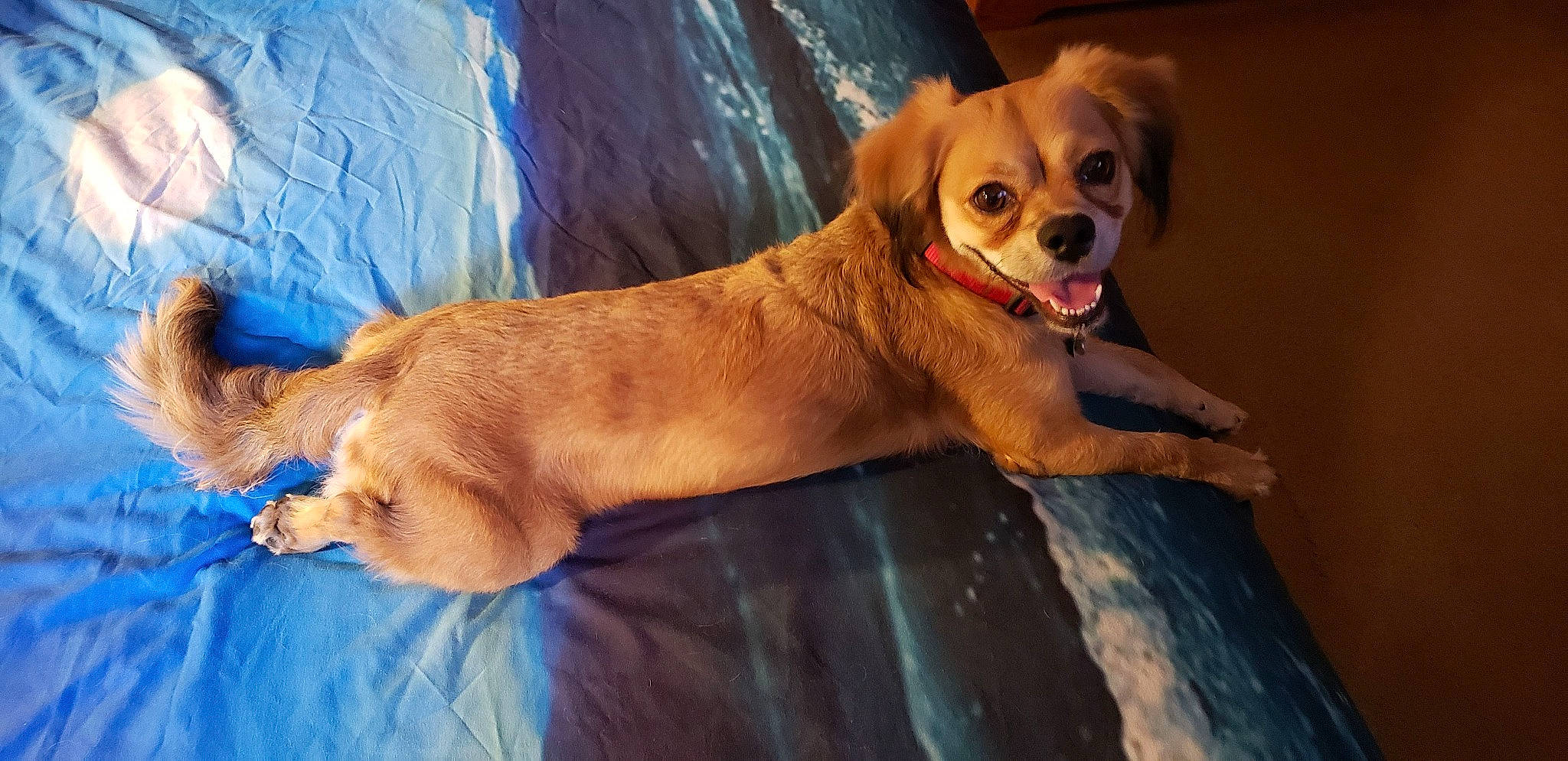 Serenity joined the competition — help win amazing prizes! ancient_dog_breeds, canidae, carnivore, collar, companion_dog, dog, dog_breed, dog_collar, dog_supply, fawn, fur, liver, non_sporting_group, paw, snout, sporting_group, tail, whiskers, working_animal, working_dog