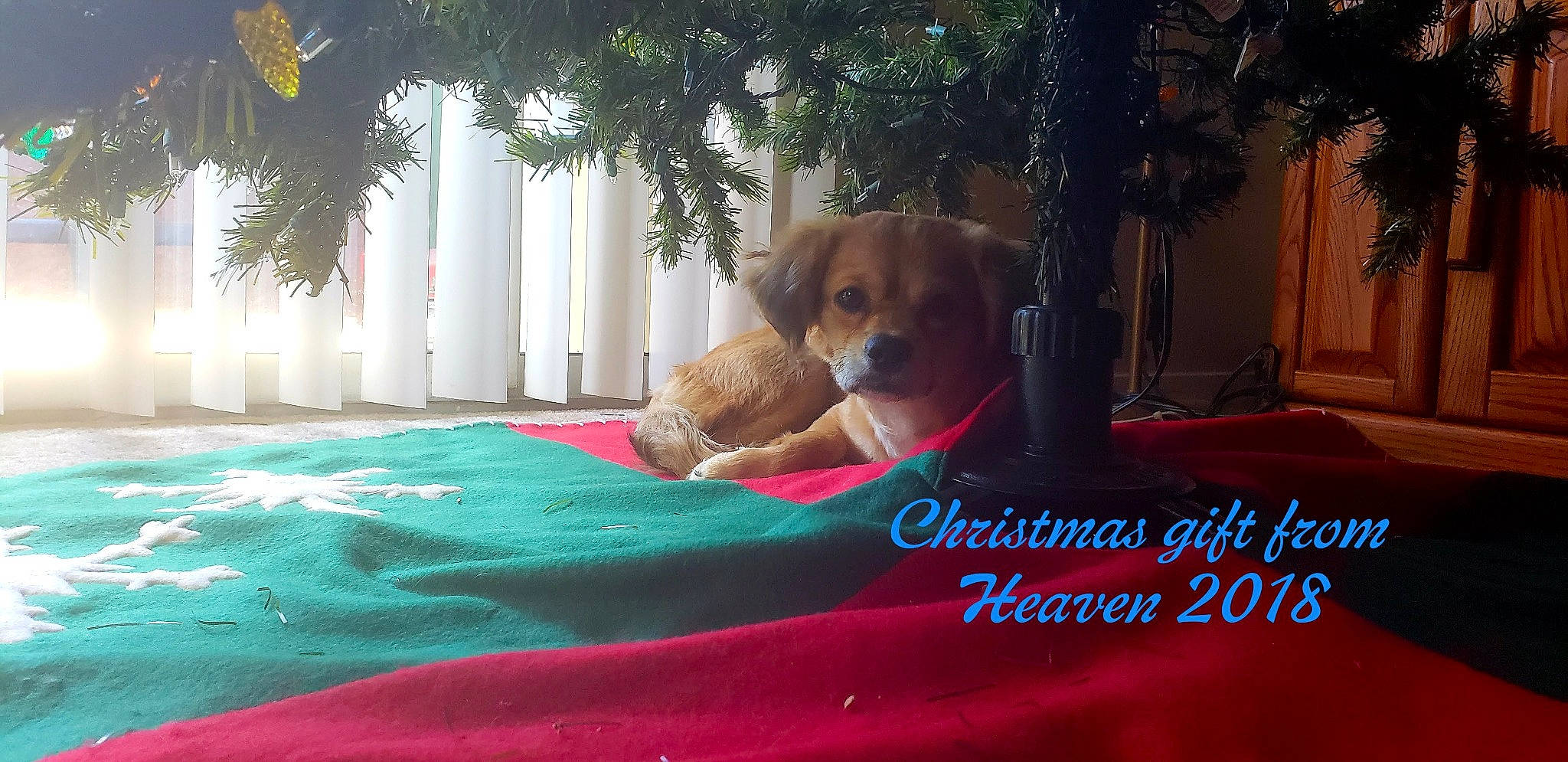 Serenity joined the competition — help win amazing prizes! bedding, carnivore, comfort, companion_dog, couch, dog, dog_breed, dog_supply, fawn, flooring, leisure, linens, liver, recreation, room, snout, toy_dog, tree, wood, working_animal