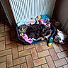Swon participe au concours pour gagner de l'argent avec cette photo : cat, dog, pet_bed, toys, stuffed_animals, radiator, tile_floor, sleeping, cozy, indoor, resting, brown_dog, tabby_cat, plush_toy, cushion, home_interior, floor_tiles, pets, animal_buddies, quiet_moment