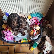 Swon participe au concours pour gagner de l'argent avec cette photo : dog, pet_bed, plush_toys, brown_dog, stuffed_animals, floor_tiles, radiator, indoor, toy_unicorn, toy_duck, toy_dog, toy_pink, toy_blue, toy_yellow, looking_up, curly_fur, cozy, pet, animal, home