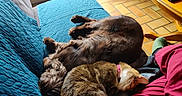 Swon participe au concours pour gagner de l'argent avec cette photo : dog, cat, couch, blue_blanket, sunlight, indoor, floor_tiles, pet, sleeping, relaxing, collar, person, red_pants, green_slippers, wooden_table, remote_control, fur, cozy, nap, pets_together
