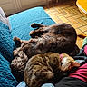 dog, cat, couch, blue_blanket, sunlight, indoor, floor_tiles, pet, sleeping, relaxing, collar, person, red_pants, green_slippers, wooden_table, remote_control, fur, cozy, nap, pets_together