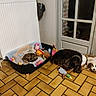 Swon participe au concours pour gagner de l'argent avec cette photo : cat, dog, pet_bed, toys, stuffed_animal, floor, tile_floor, indoor, radiator, door, glass_door, sleeping, resting, brown_dog, striped_cat, cozy, home, animal, pet, quiet