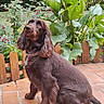 dog, chocolate_color, long_ears, sitting, patio, tiles, plants, greenery, flowers, pink_flowers, wooden_fence, outdoor, garden, pet, canine, fur, collar, nature, daylight, attentive