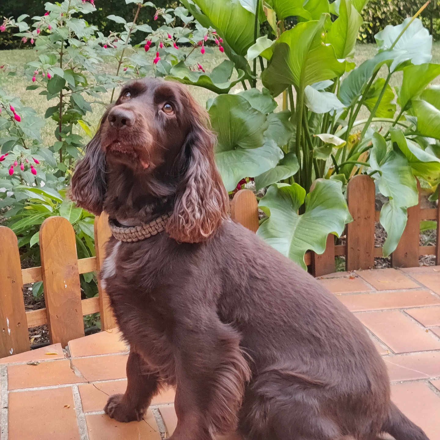 Swon participe au concours pour gagner de l'argent avec cette photo : dog, chocolate_color, long_ears, sitting, patio, tiles, plants, greenery, flowers, pink_flowers, wooden_fence, outdoor, garden, pet, canine, fur, collar, nature, daylight, attentive
