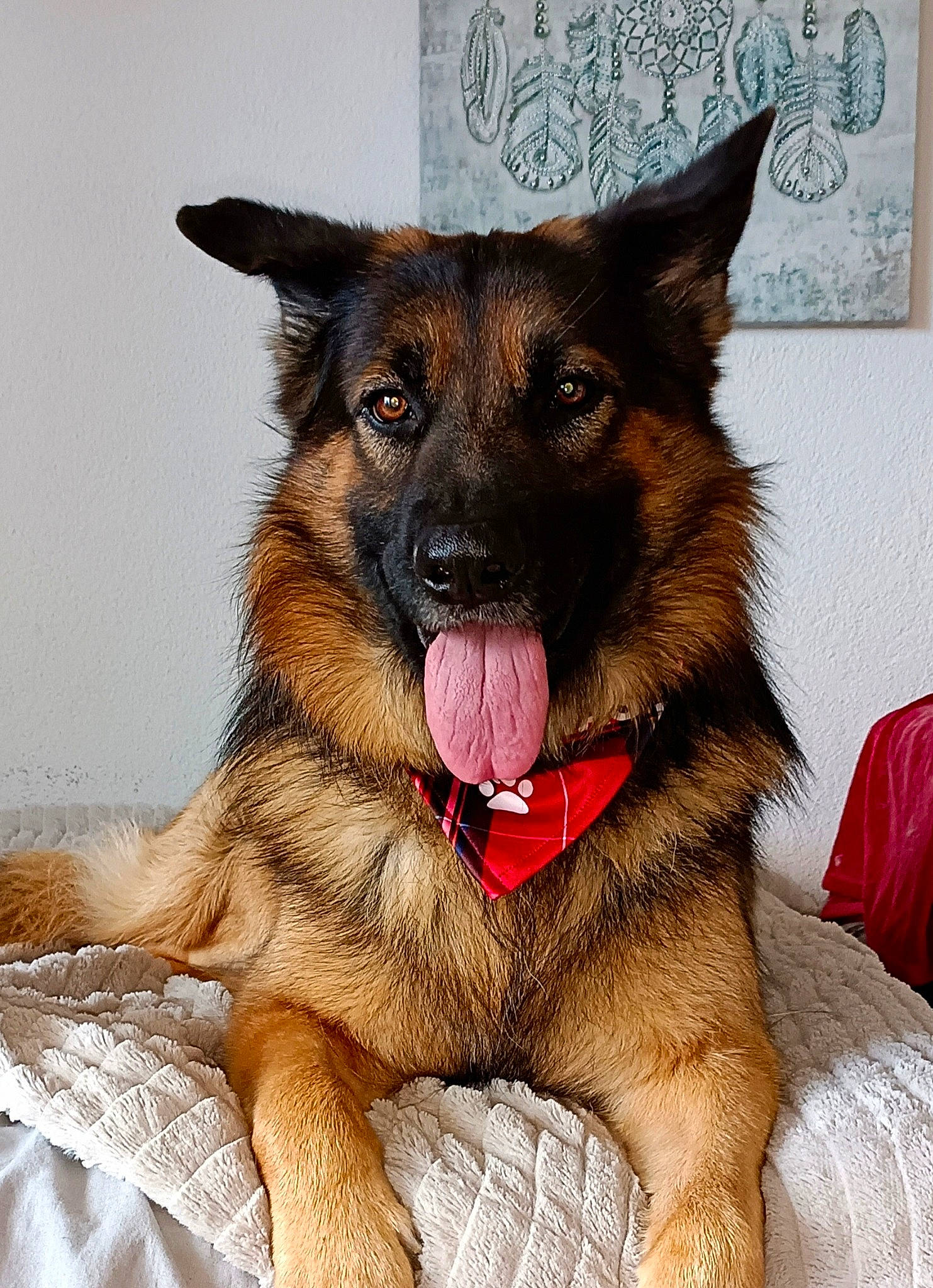 Inouk a rejoint le concours — aidez-le/la à gagner de superbes lots ! bohemian_shepherd, canidae, carnivore, collar, companion_dog, dog, dog_breed, east_european_shepherd, fawn, fur, german_shepherd_dog, guard_dog, herding_dog, king_shepherd, old_german_shepherd_dog, snout, sporting_group, terrestrial_animal, working_animal, working_dog