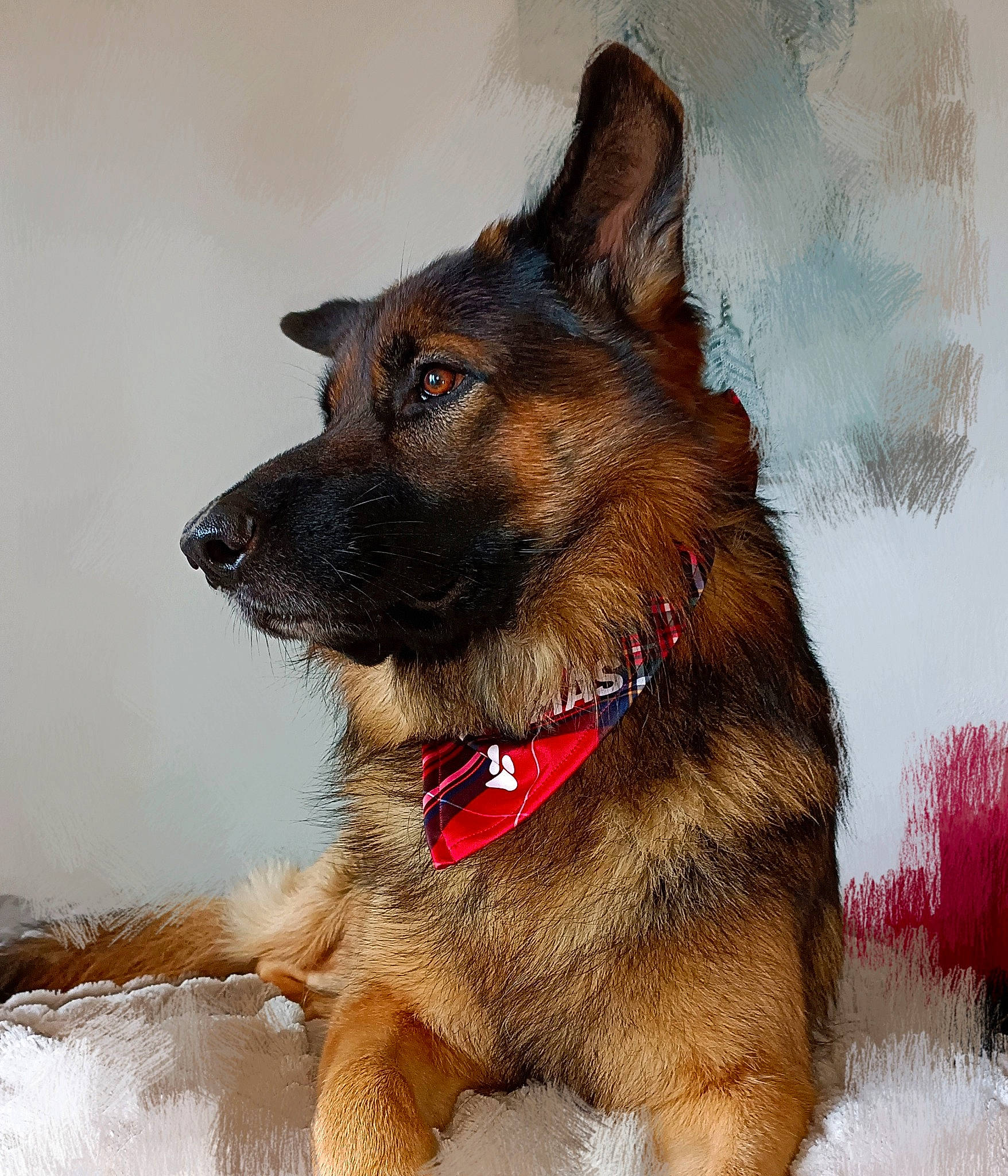 Inouk a rejoint le concours — aidez-le/la à gagner de superbes lots ! art, canidae, carnivore, collar, companion_dog, dog, dog_breed, dog_collar, dog_supply, east_european_shepherd, fawn, fur, german_shepherd_dog, herding_dog, king_shepherd, old_german_shepherd_dog, sporting_group, terrestrial_animal, whiskers, working_animal