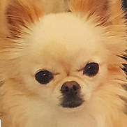 Helsie participe au concours pour gagner de l'argent avec cette photo : ancient_dog_breeds, canidae, carnivore, companion_dog, dog, dog_breed, eye, german_spitz_klein, german_spitz_mittel, mammal, nose, pomeranian, puppy, skin, snout, spitz, toy_dog, vertebrate, volpino_italiano, whiskers
