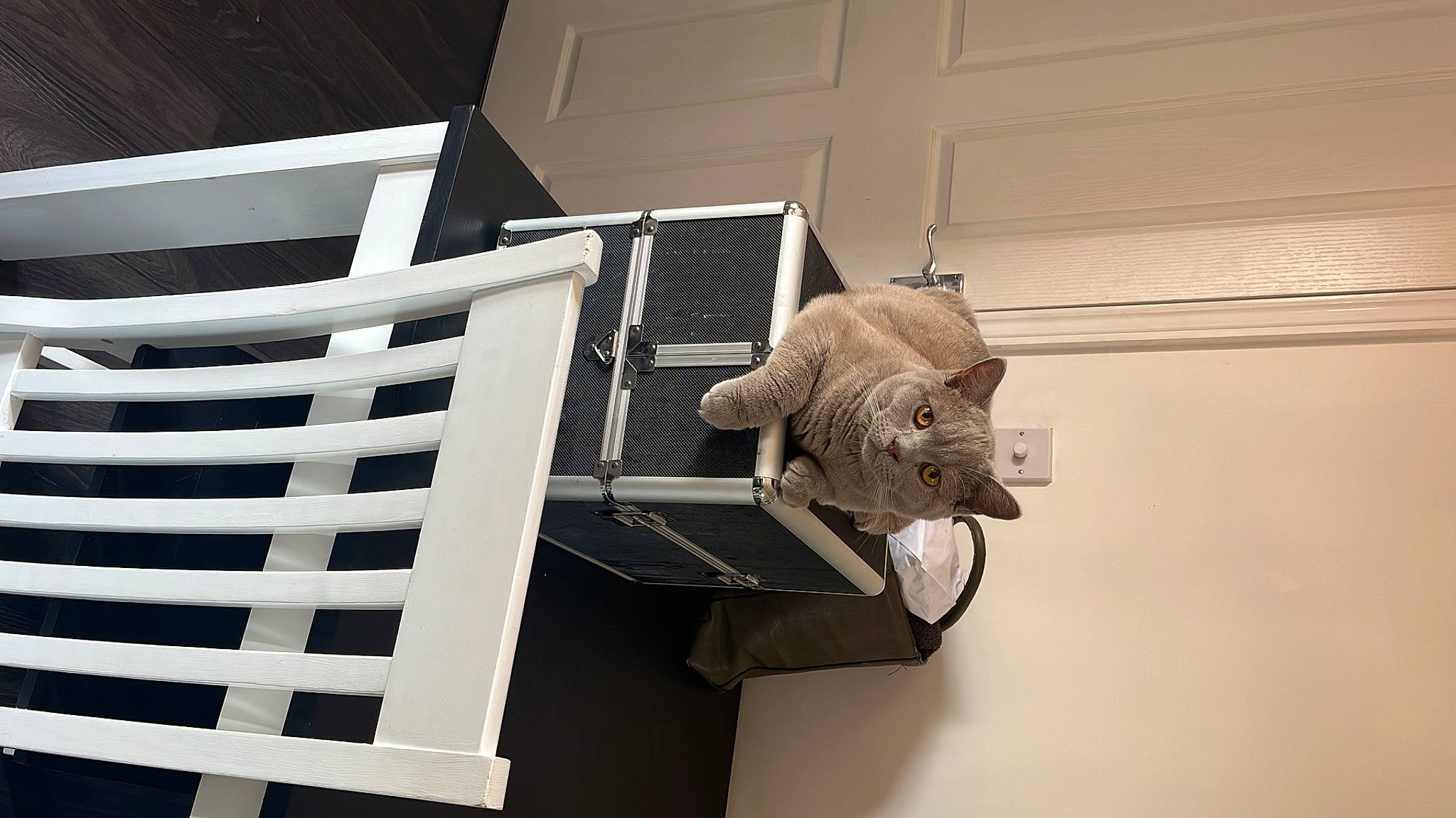 Oliver joined the competition — help win amazing prizes! art, building, carnivore, cat, cat_supply, domestic_short_haired_cat, door, felidae, fur, house, metal, pet_supply, room, sculpture, small_to_medium_sized_cats, tail, whiskers, window, wood