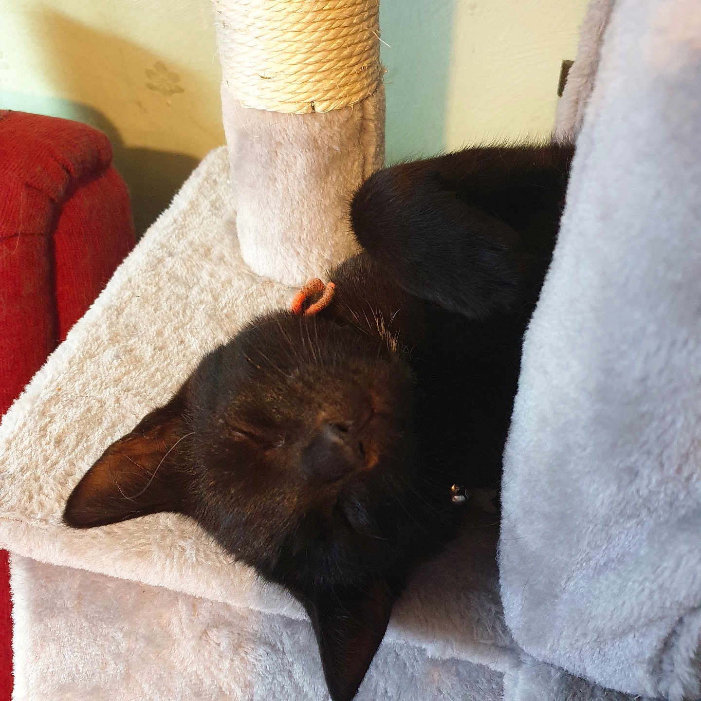 Ollie is registered to the contest to win money with this photo: abyssinian, animal, armchair, blackcat, blanket, cat, chair, couch, cushion, furniture, homedecor, kitten, linen, manx, person, pet, quilt, siamese, sleeping, towel