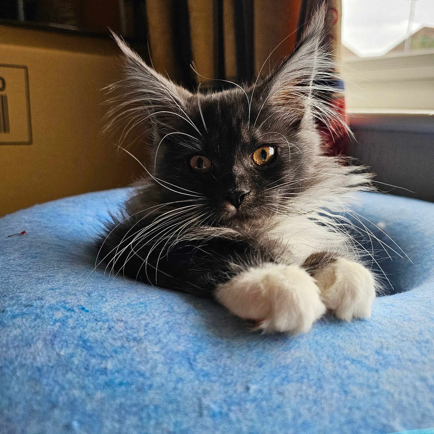 Amelia
