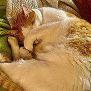 Big Boy joined the competition — help win amazing prizes! cat, orange_and_white, sleeping, curled_up, paw_covering_face, blanket, green_fabric, cozy, fur, pet, domestic_cat, resting, cute, feline, indoor, soft_texture, relaxed, animal, whiskers, tail