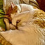 cat, orange_and_white, sleeping, curled_up, paw_covering_face, blanket, green_fabric, cozy, fur, pet, domestic_cat, resting, cute, feline, indoor, soft_texture, relaxed, animal, whiskers, tail
